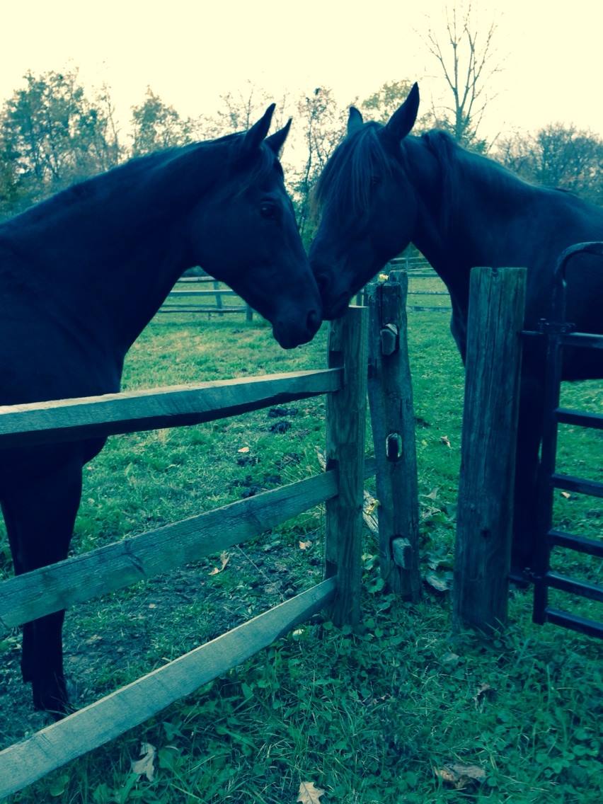 Equine Therapy