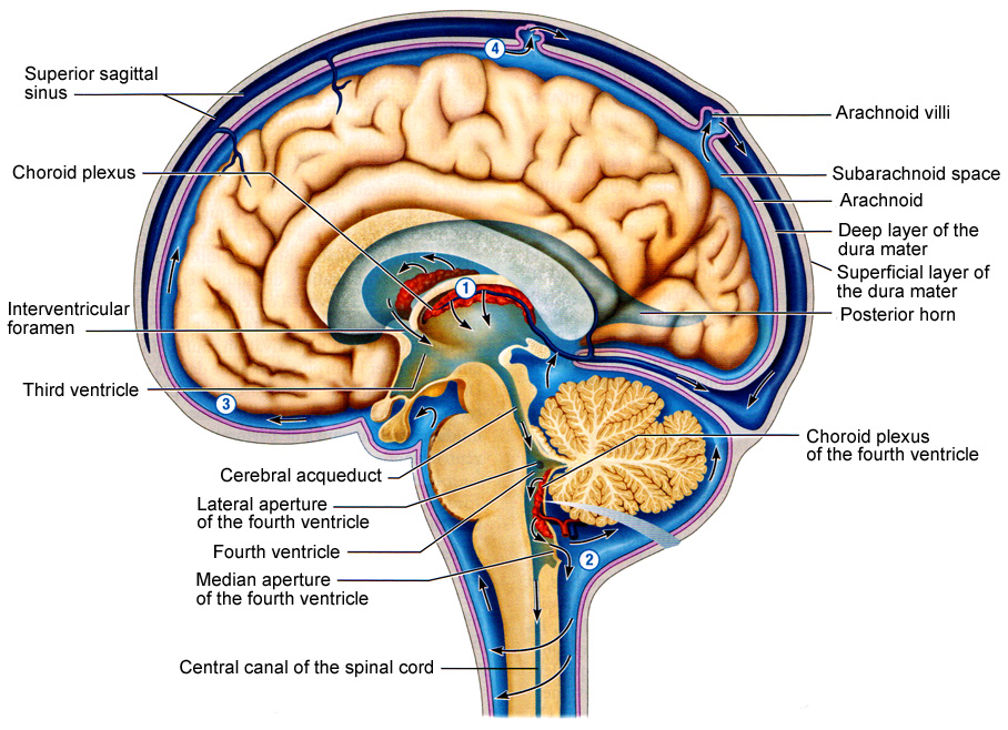 Craniosacral Massage Columbus