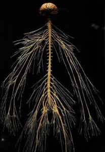 Nervous System