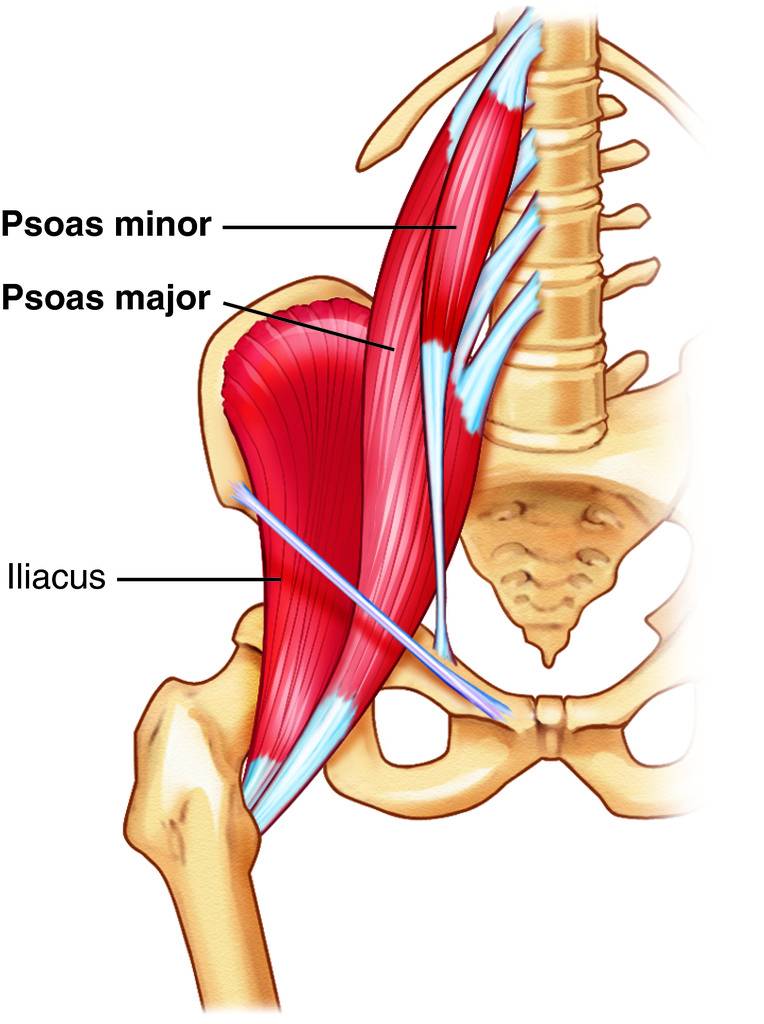Better Posture with Myofascial Work