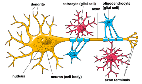 Concussions